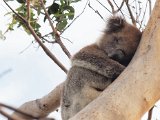Koala2