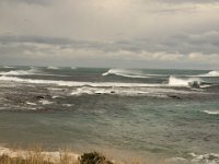 SeaHorsesOnBassStrait